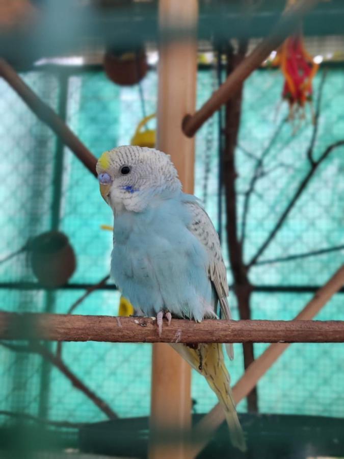 Rose Villa Lonavala Dış mekan fotoğraf